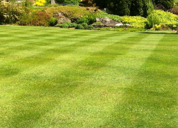 Commercial Grass Cutting in Palm Bay