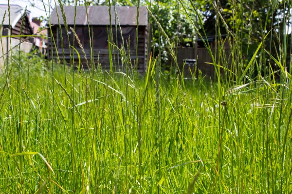 Overgrown Lawn Trimming in Palm Bay