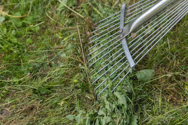 Thatch Raking in Palm Bay