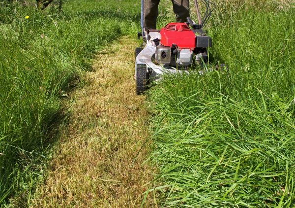 Leaf Mowing in Palm Bay