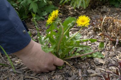 Hillside Weed Eating