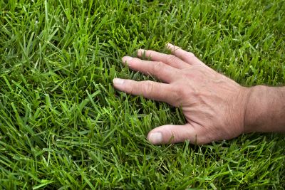 Lawn Care And Maintenance